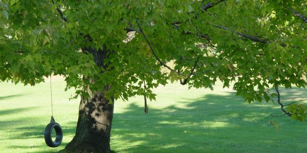 Image result for shade trees