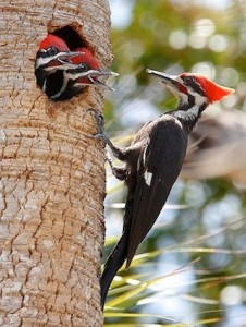 pileated_woodpecker_aidavillaronga1
