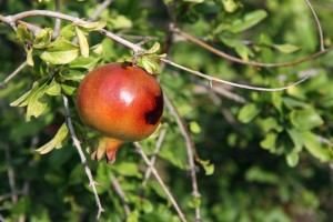 Rotten fruit on a diseased tree