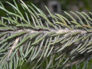 Spruce spider mites on a Colorado spruce. Note the red spots are spider mites. Not all infestations have the webbing in this photo.