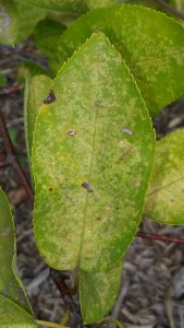 Figure #2: Nannyberry foliage showing spotting and chlorosis from spider mite feeding.