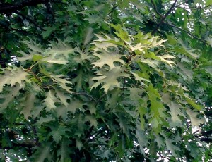 Figure #4: Severely damaged foliage on red oaks has a light tan coloration.