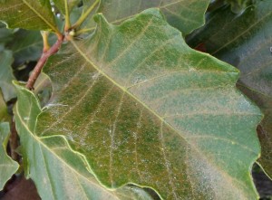 Figure #5: Severely damaged foliage on white and bur oaks have a reddish hue.