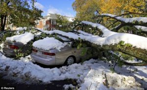 Winter Tree Removal Minneapolis St. Paul Wayzata