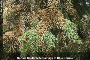 Plant Health Care Spruce Spider Mite Minneapolis St. Paul Wayzata treatment