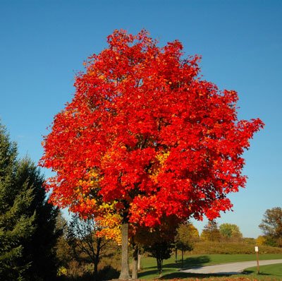 Glory Red Maple Tree