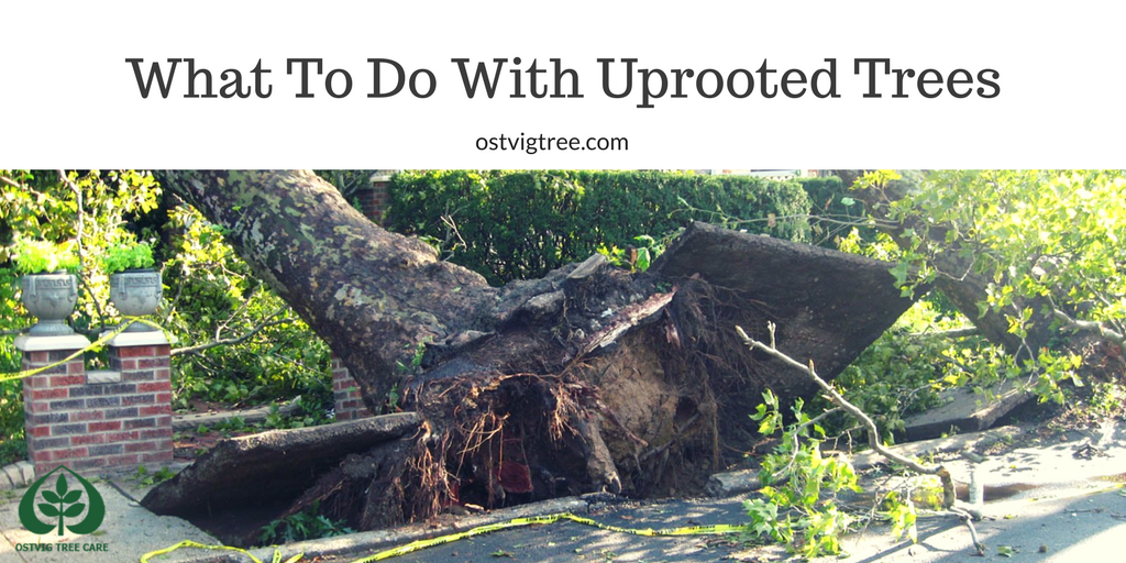 Tree uprooting and replanting