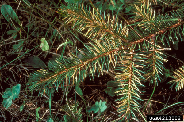 Needle Diseases of Pine and Spruce
