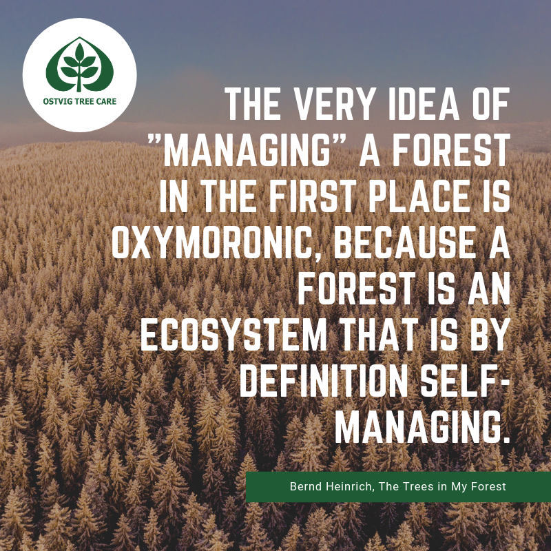 The very idea of "managing" a forest in the first place is oxymoronic, because a forest is an ecosystem that is by definition self-managing.