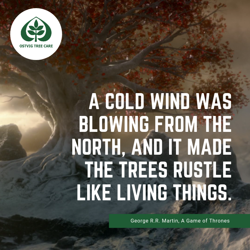 A cold wind was blowing from the north, and it made the trees rustle like living things.