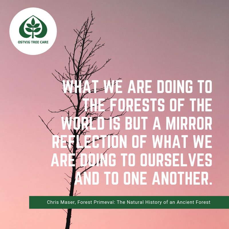 What we are doing to the forests of the world is but a mirror reflection of what we are doing to ourselves and to one another.
