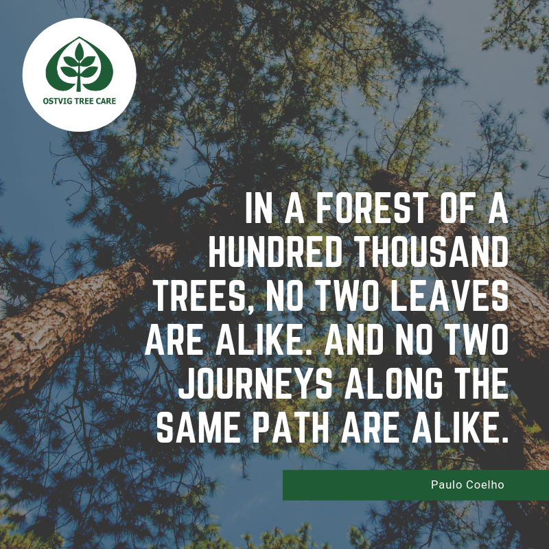 In a forest of a hundred thousand trees, no two leaves are alike. and no two journeys along the same path are alike.
