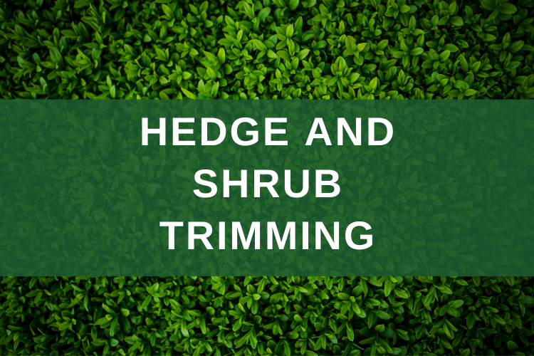 Hedge and Shrub Trimming Ostvig Tree Minnesota