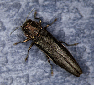 Bronze birch borer adult beetle. Photo: Whitney Cranshaw, Colorado State University, Bugwood.org