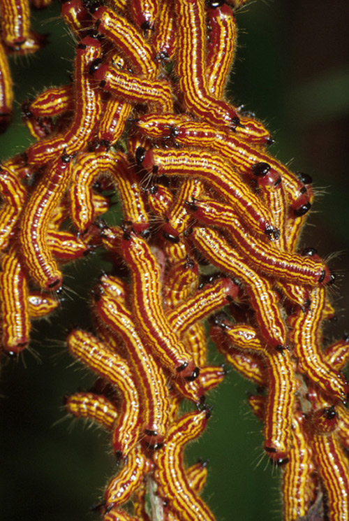 Yellownecked caterpillars. Photo: Jeff Hahn