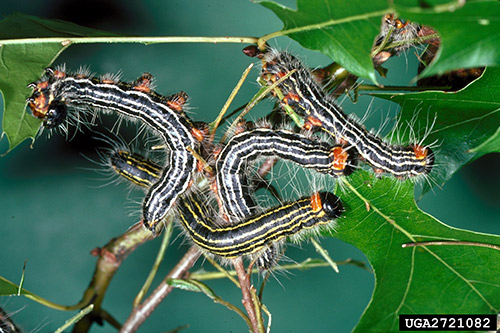 Yellownecked caterpillars. Photo: Gerald Lenhard, Bugwood.org