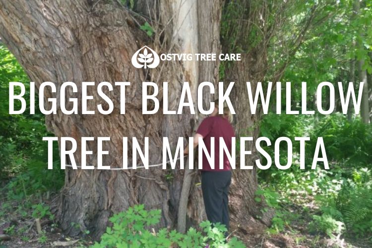 St. Croix Valley willow tree declared the biggest in Minnesota — and  probably America - Ostvig Tree Care
