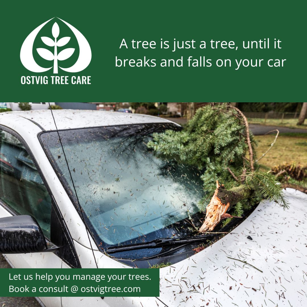 A tree is just a tree, until it breaks and falls on your car. Let us help you manage your trees. Book a consult @ ostvigtree.com