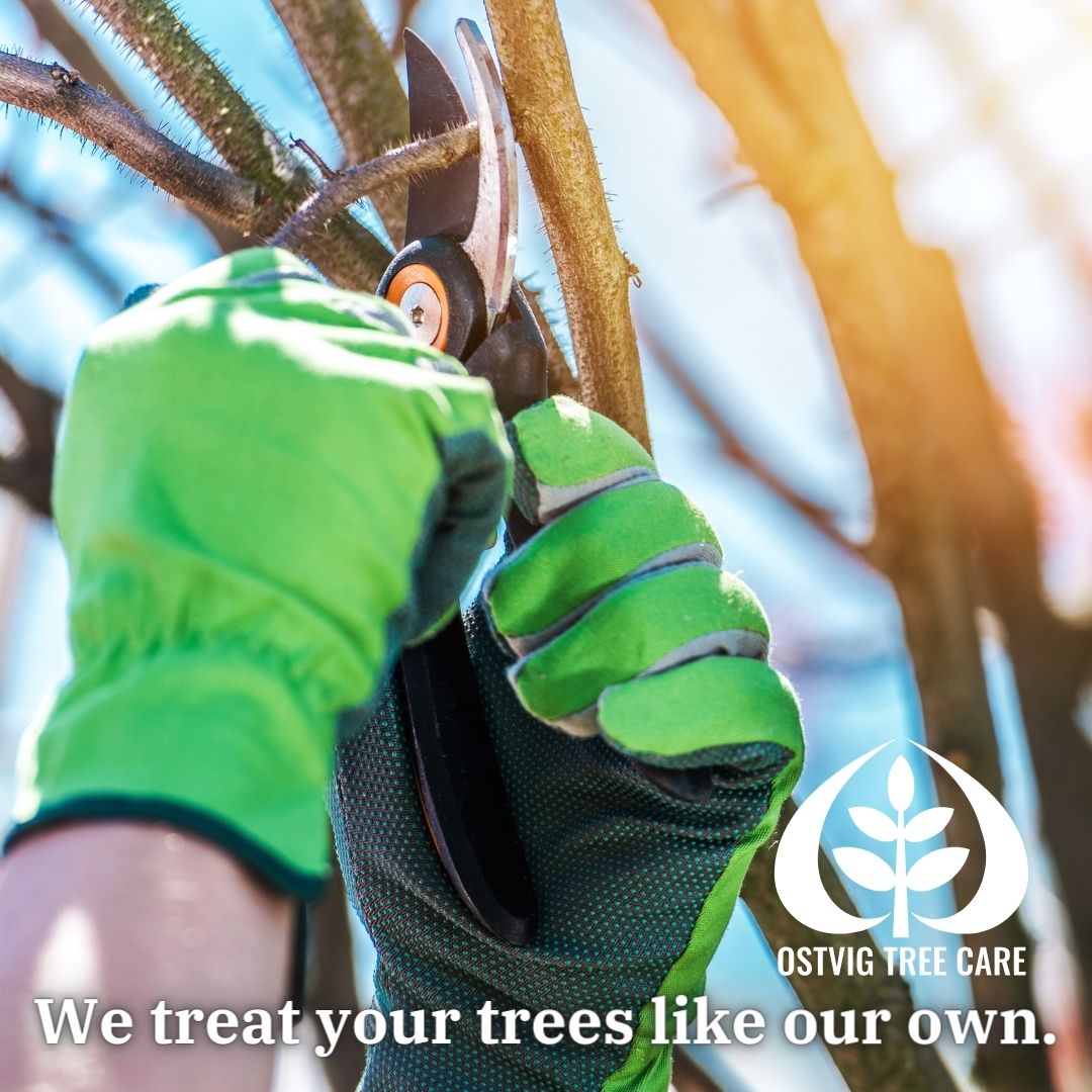 We treat your trees like our own.