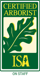 ISA Certified Arborist on staff badge with green oak leaf logo.