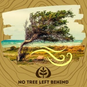 Wind-shaped coastal tree bent sideways by strong winds near the ocean, illustrating storm damage with "No tree left behind" caption.