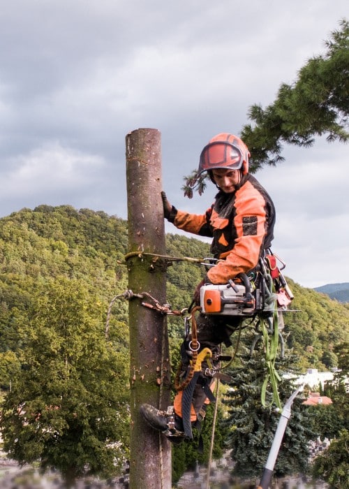 Certified arborist secured with climbing gear removing a large tree.