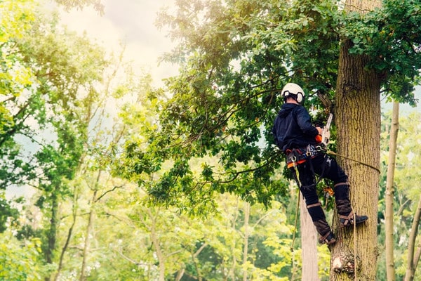 Arborist secured with rope and helmet cutting branches while climbing a tree in a sunlit forest