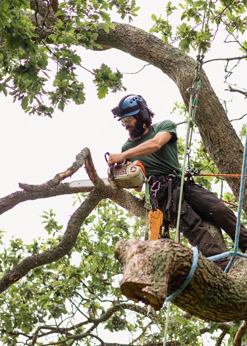 Arborist in helmet and safety harness cutting a large branch with a chainsaw high in a tree