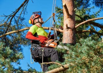 Arborist in safety harness pruning tree branches with chainsaw.