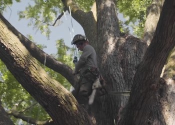 Harnessed arborist secured with safety rope performing tree work at height.