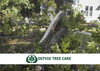 Storm-damaged tree branches down on a residential property in Excelsior.