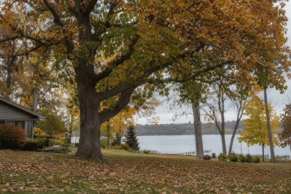 Mature oak tree with a thinning fall canopy in a residential yard near Lake Minnetonka, Minnesota.