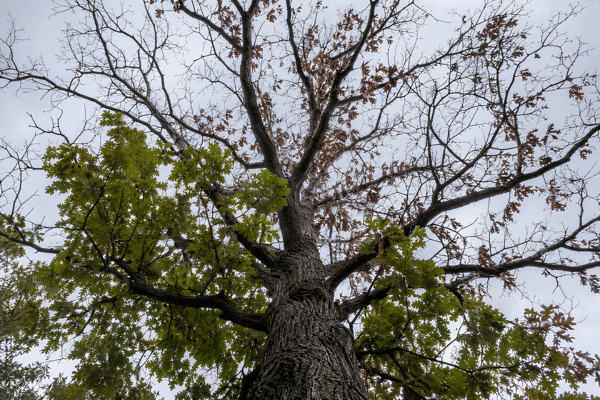 Oak tree crown viewed from below showing bare upper branches and brown leaves holding on in the outer canopy.