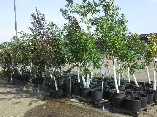Rows of young potted trees for sale with price tags at an outdoor nursery lot.