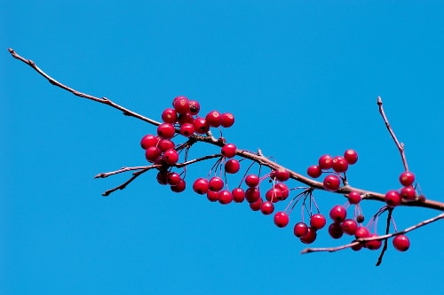 Bare branch clustered with bright red berries against a vivid blue sky.