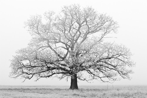 Black and white photo of a wide, symmetrical bare oak tree standing alone in a foggy winter field.